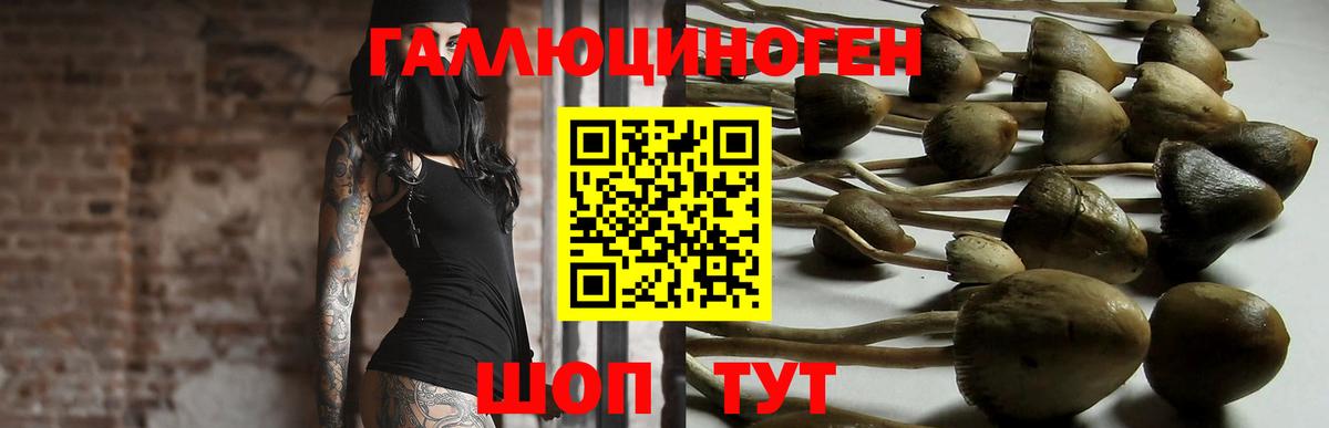 Галлюциногенные грибы Psilocybe Бахчисарай